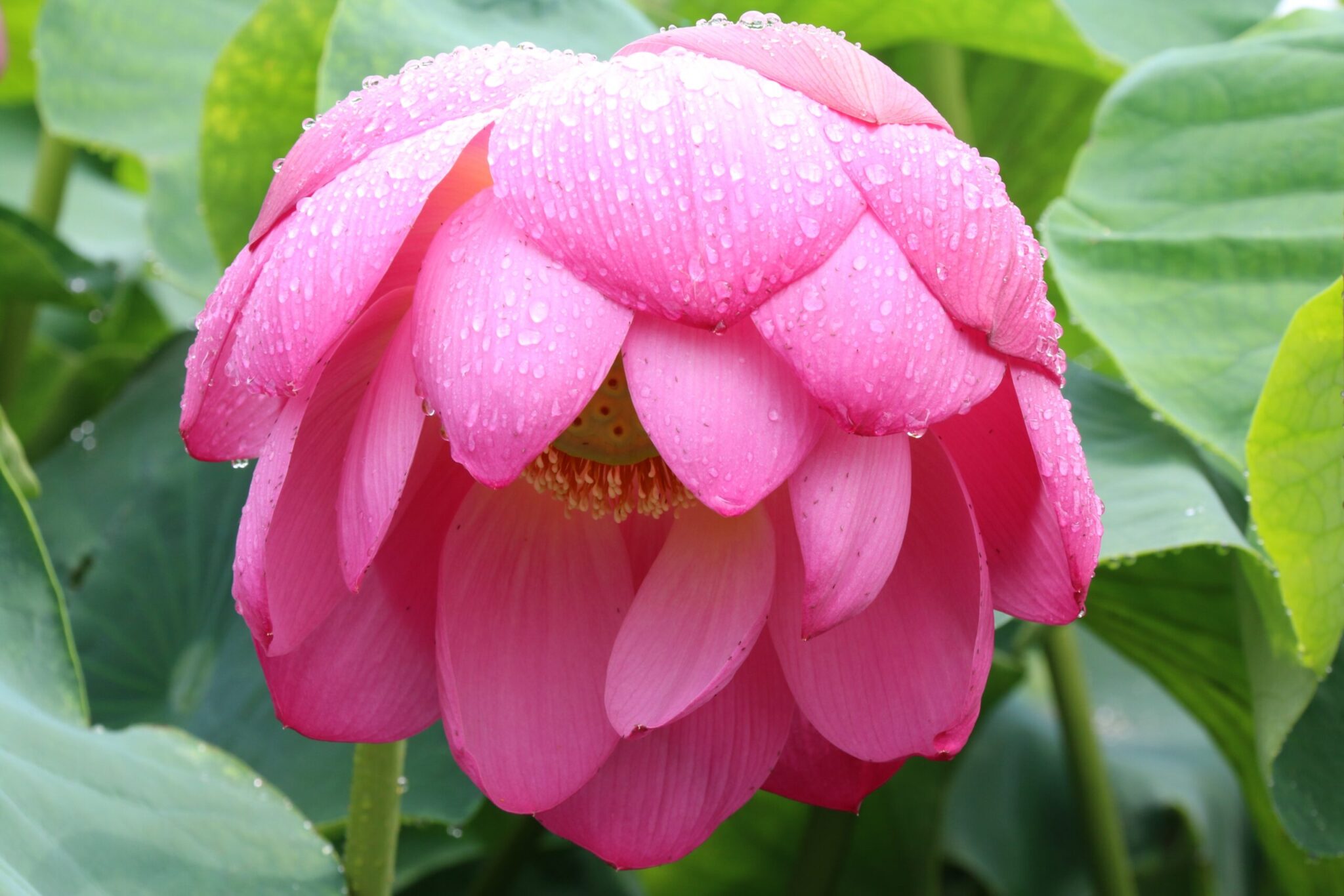 image of bright pink flower drooping to indicate sadness and unhappiness