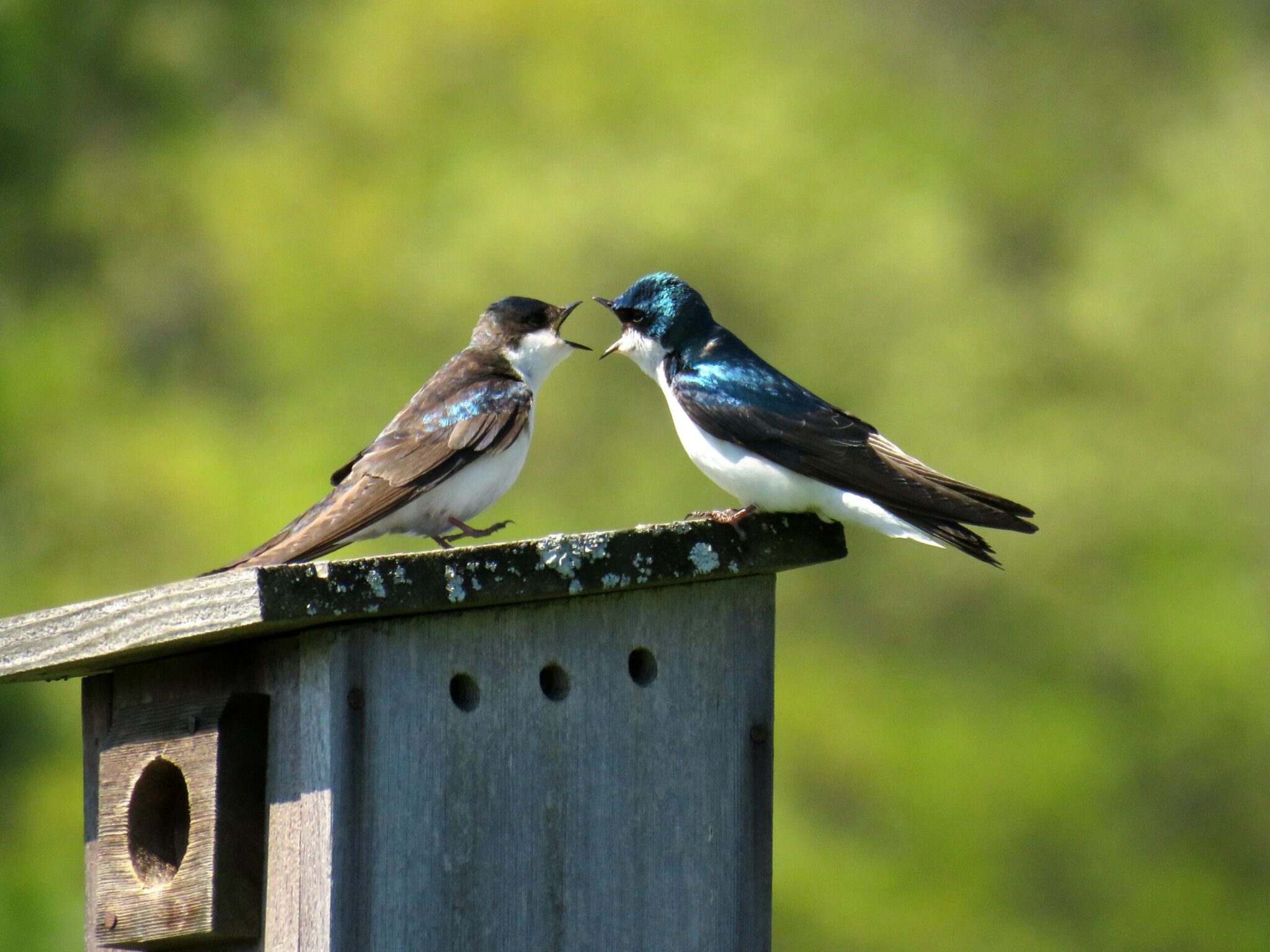 2 birds, one blue, one brown, perched on birdhouse and squawking at each other to represent arguing
